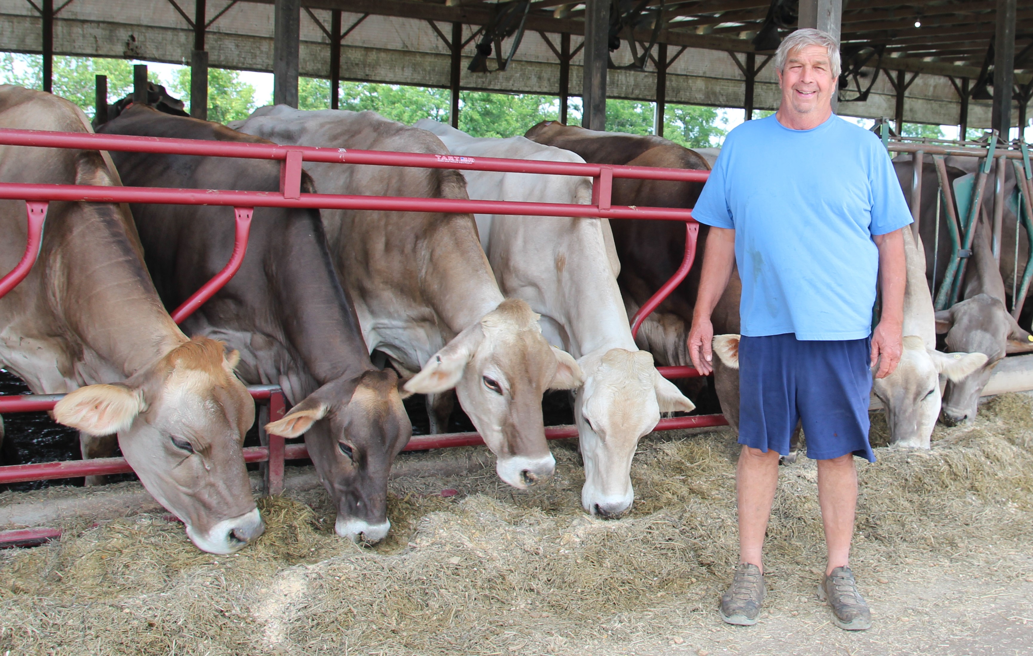 Highest Brown Swiss milk production