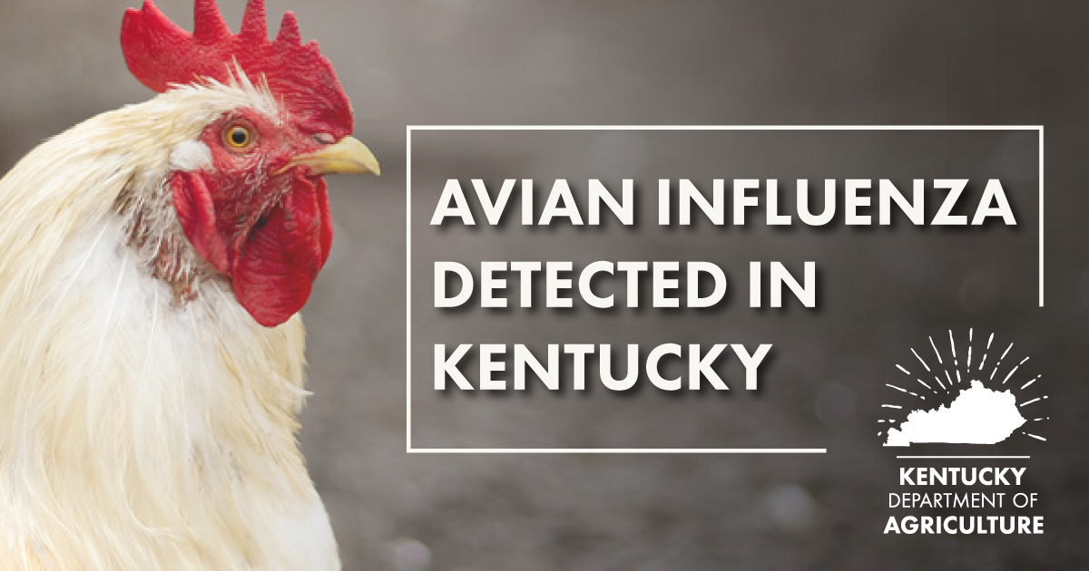 Avian Influenza detected